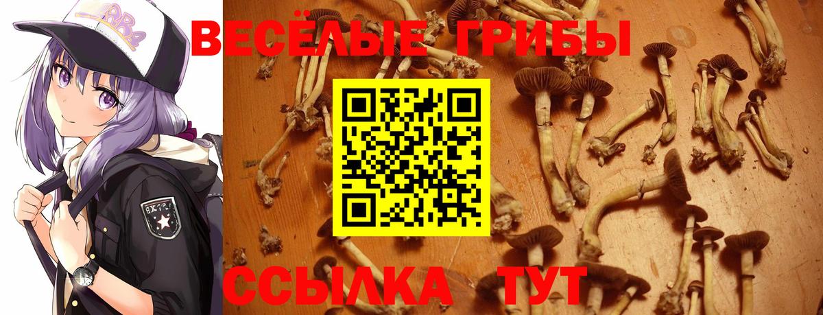 Галлюциногенные грибы Psilocybe  Галлюциногенные грибы Psilocybine cubensis  Вход с VPN  Шелехов 